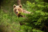 Vyhlásenie mimoriadnej situácie - výskyt medveďa hnedého 1
